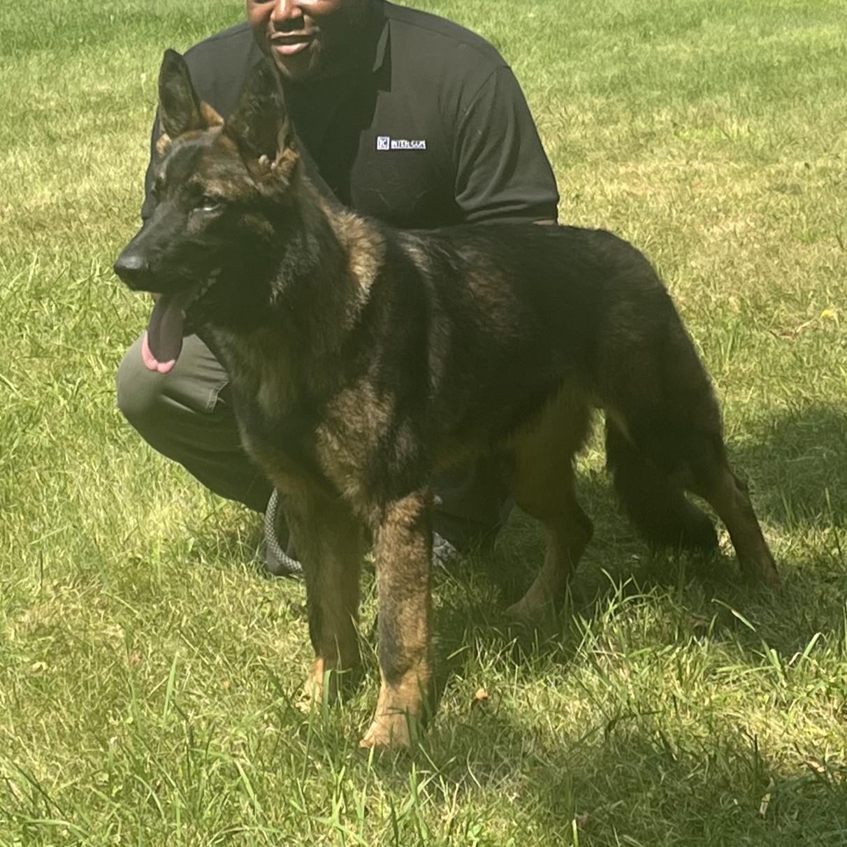 Enlarge Draco Courtesy Listing, a Adopted German Shepherd Dog in Midland, MI image 2/6