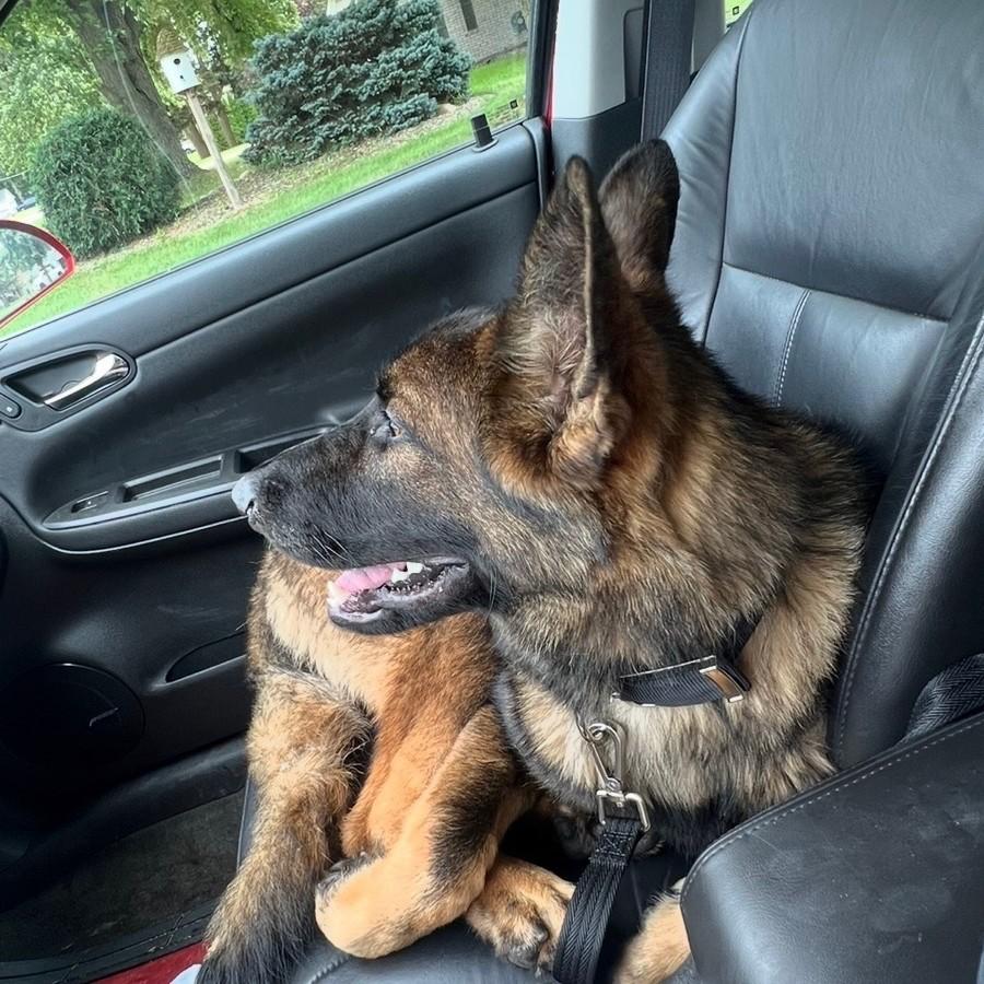 Enlarge Draco Courtesy Listing, a Adopted German Shepherd Dog in Midland, MI image 4/6