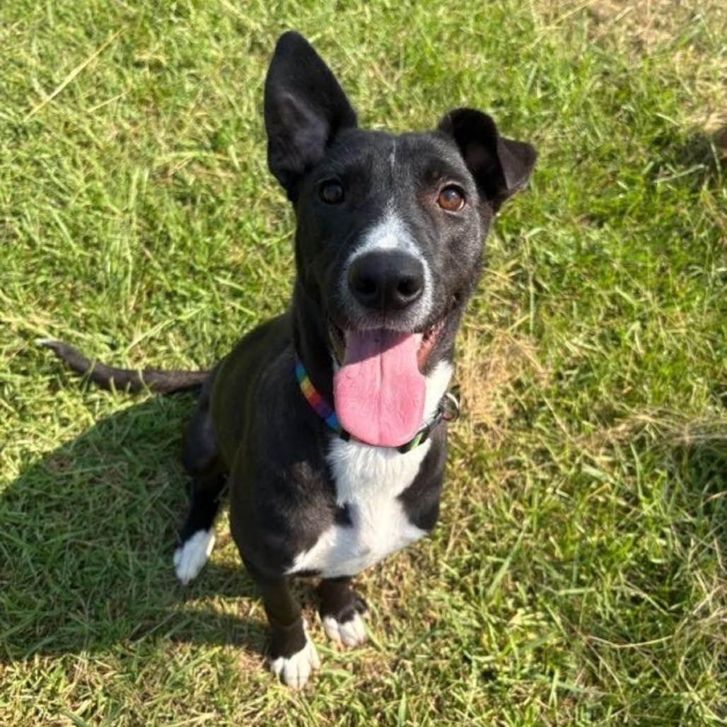 Enlarge Lori, a Adoptable mixed breed in Wadena, MN image 1/3
