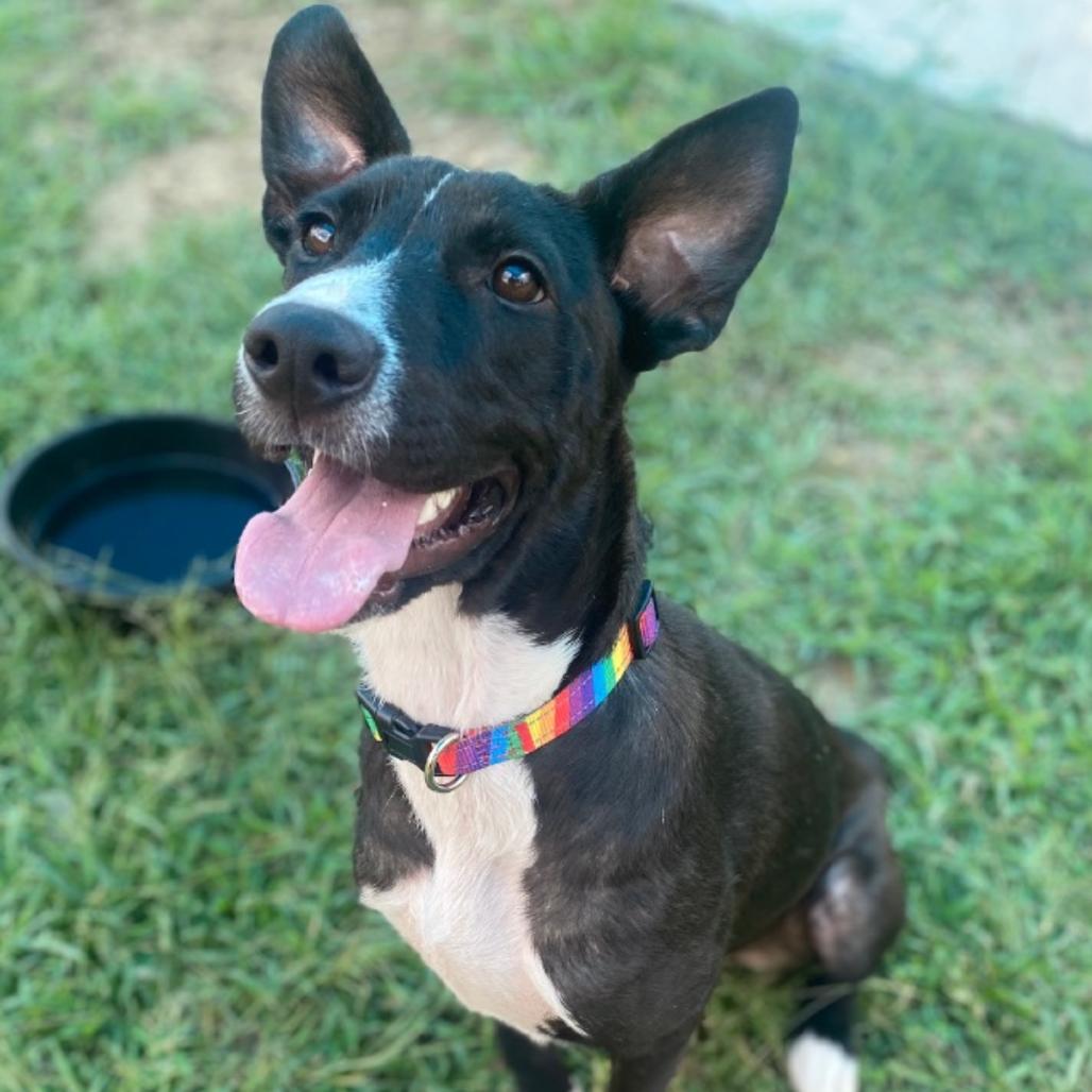 Enlarge Lori, a Adoptable mixed breed in Wadena, MN image 2/3