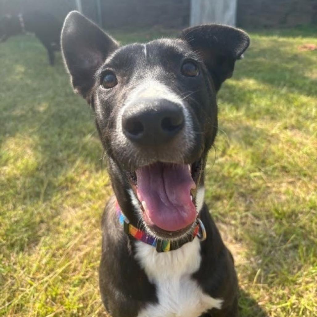 Enlarge Lori, a Adoptable mixed breed in Wadena, MN image 3/3