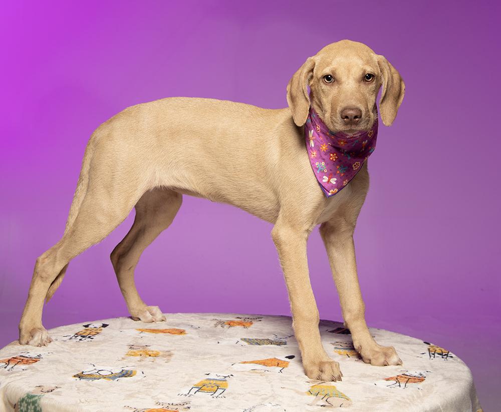 Enlarge Journey, a Adoptable mixed breed in Cookeville, TN image 4/5