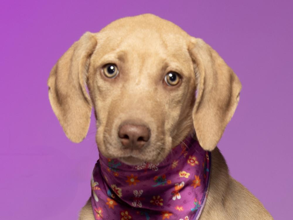 Journey, Adoptable, Puppy Female Hound & Mixed Breed.