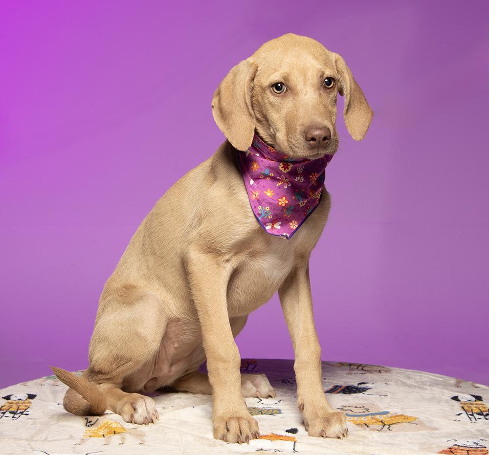 Enlarge Journey, a Adoptable mixed breed in Cookeville, TN image 2/5