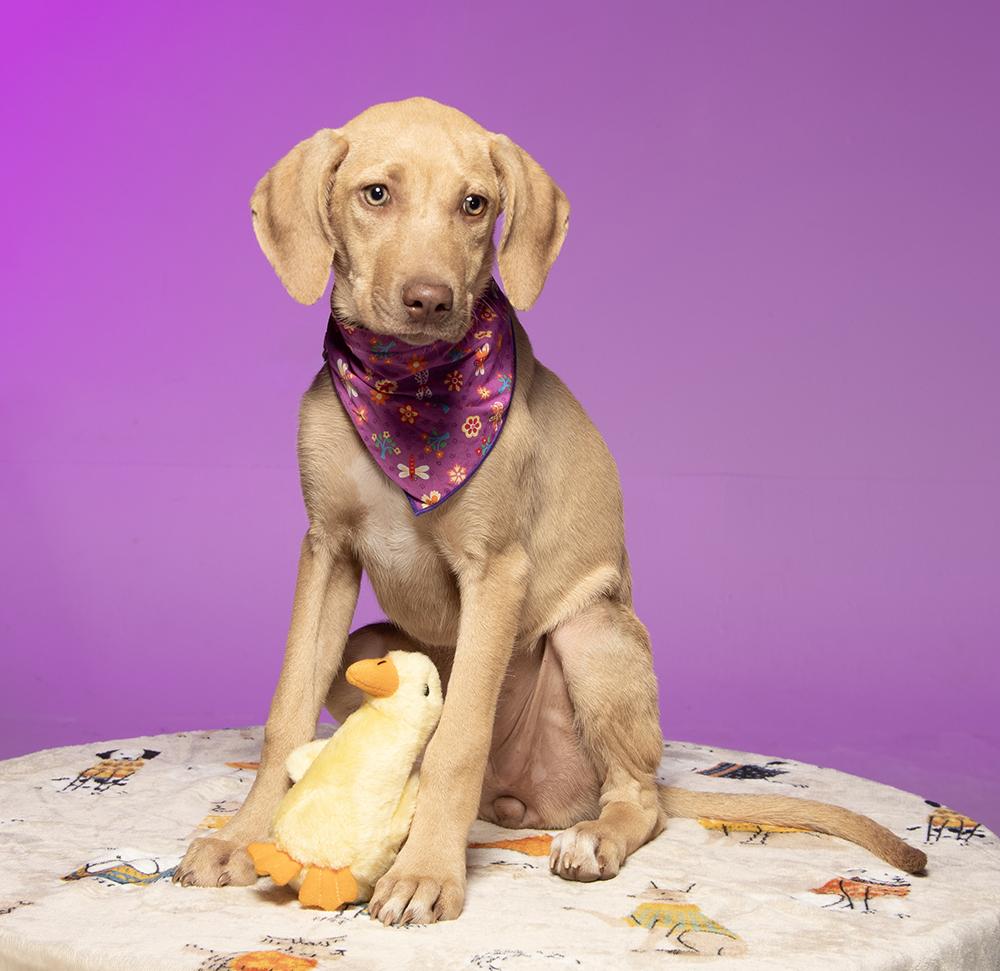 Enlarge Journey, a Adoptable mixed breed in Cookeville, TN image 5/5