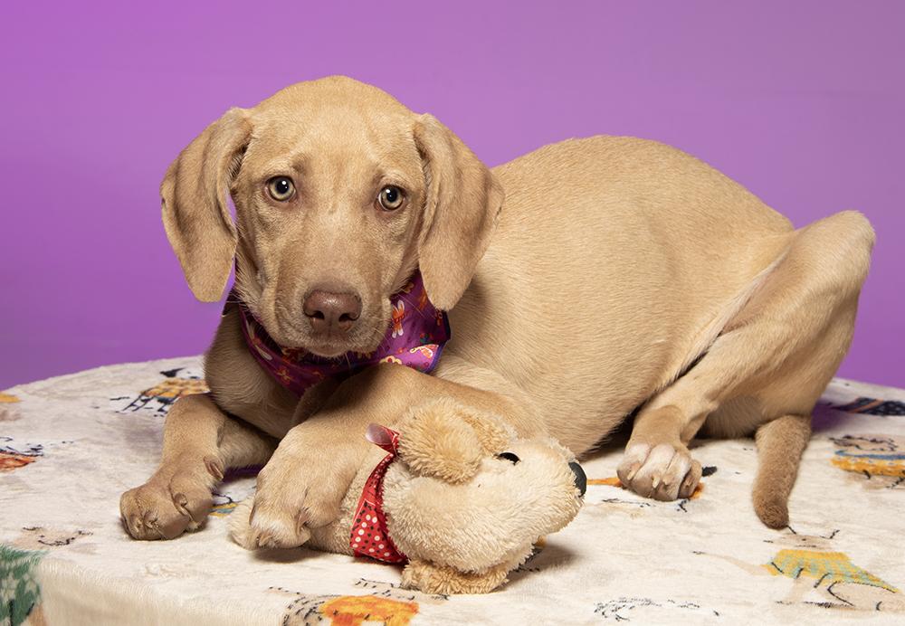 Enlarge Journey, a Adoptable mixed breed in Cookeville, TN image 3/5