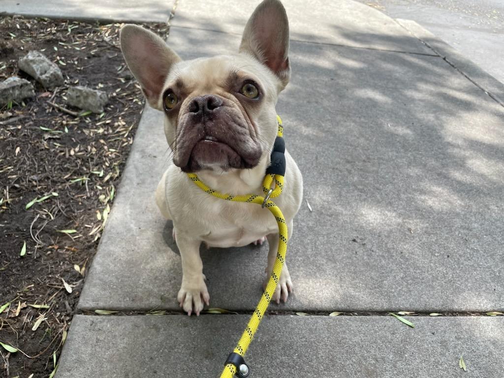 Gloria, ADOPTABLE, Adult Female French Bulldog.