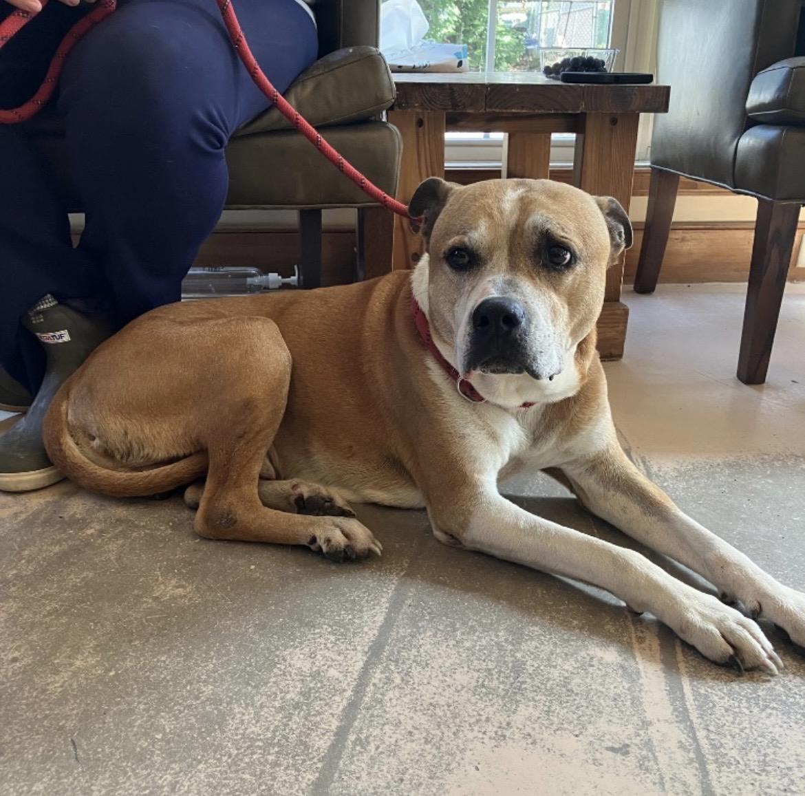 Albert, Adoptable, Senior Male Boxer & Mixed Breed.