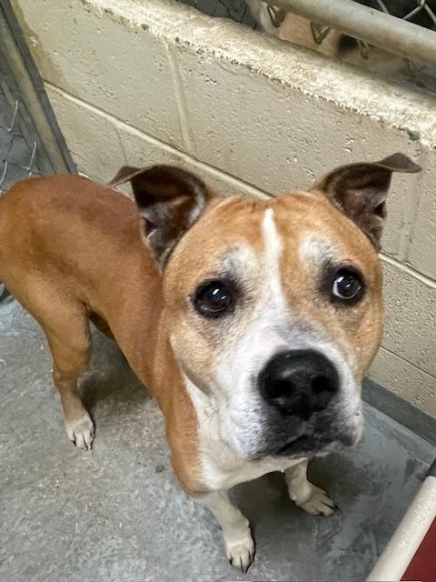 Albert, a Adoptable mixed breed in Heathsville, VA image 2/5