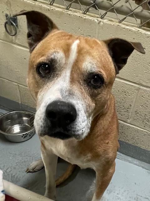 Albert, a Adoptable mixed breed in Heathsville, VA image 3/5