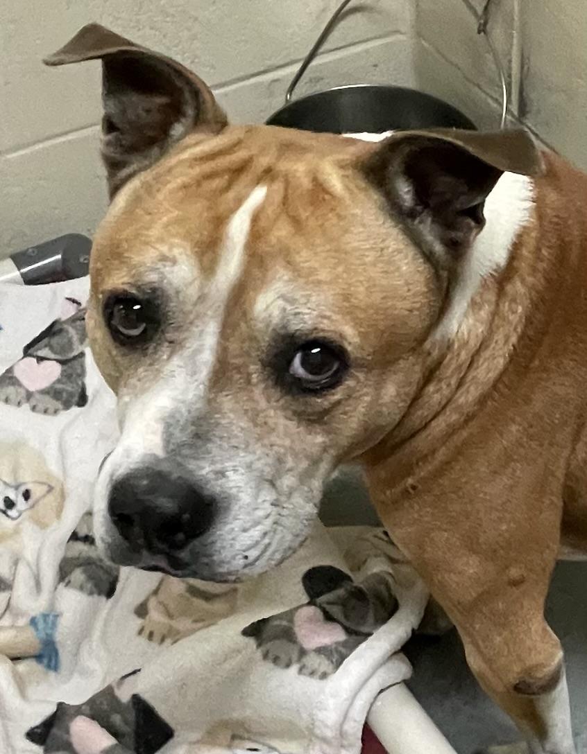 Albert, a Adoptable mixed breed in Heathsville, VA image 4/5