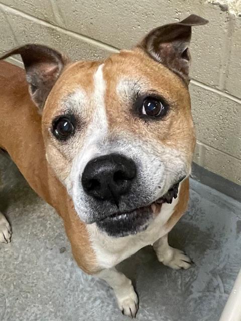 Albert, a Adoptable mixed breed in Heathsville, VA image 5/5