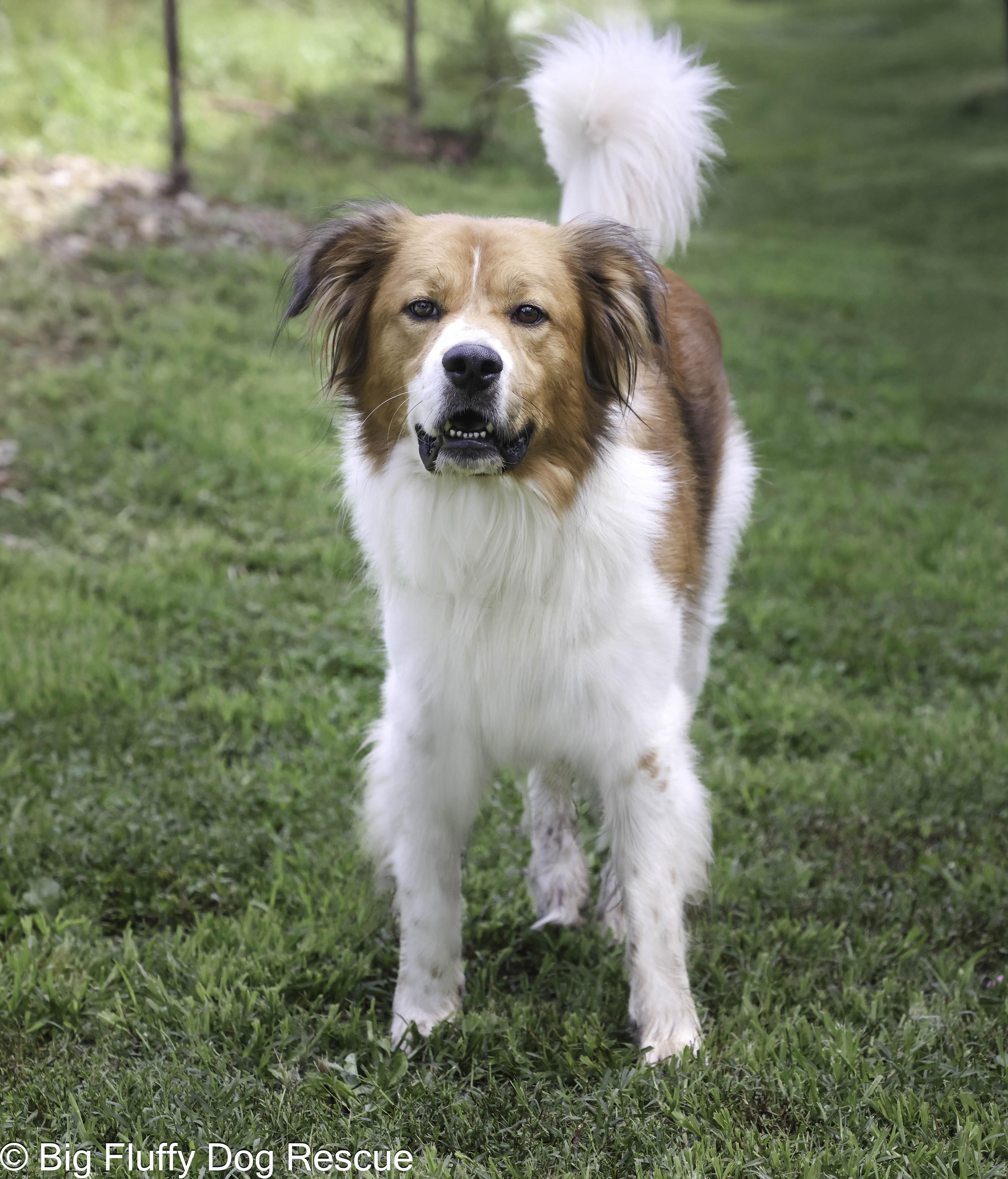 Enlarge Tony, a Adoptable mixed breed in Sandy Springs, GA image 3/4