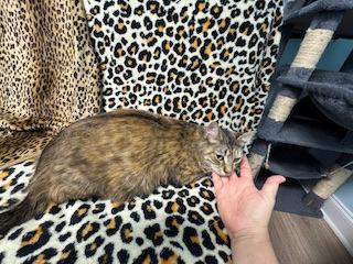 Enlarge Valentina, a Adoptable mixed breed in Lawrenceville, GA image 1/2