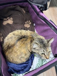 Enlarge Valentina, a Adoptable mixed breed in Lawrenceville, GA image 2/2