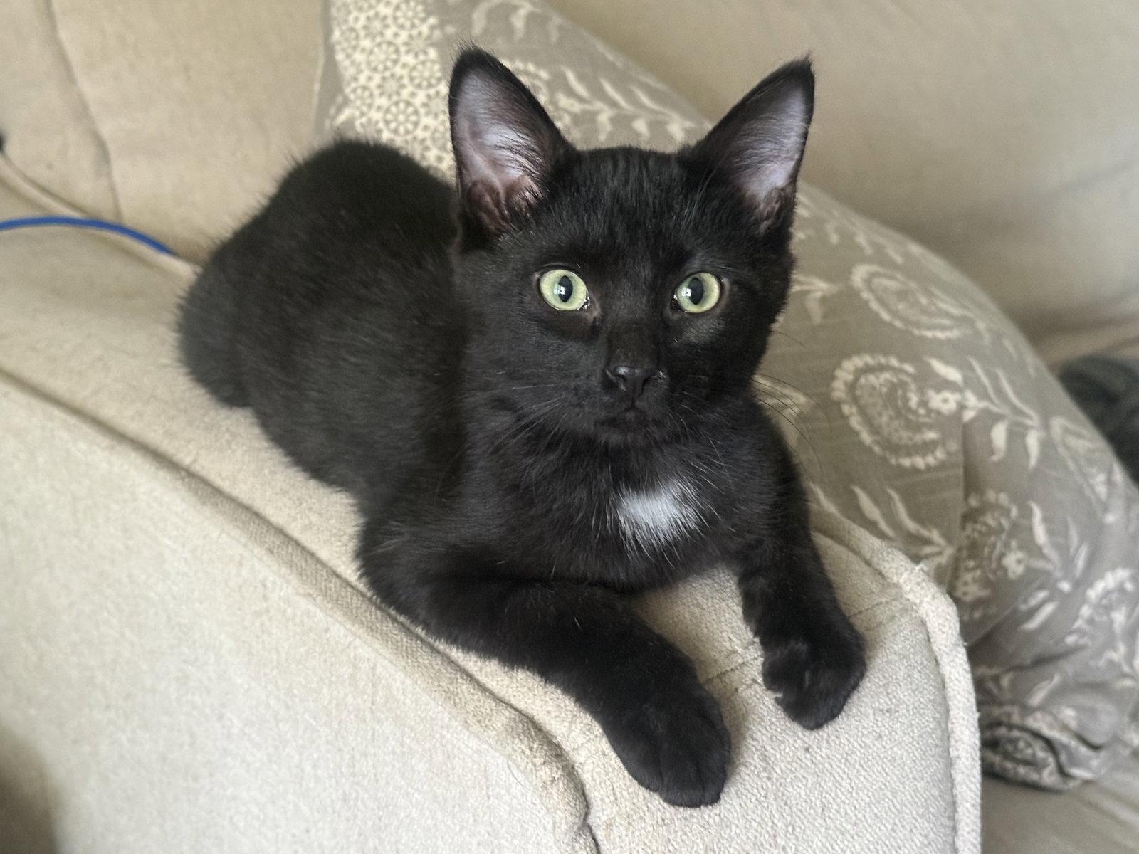 Enlarge Beckham, a Adoptable Tuxedo in Fenton, MO image 2/3