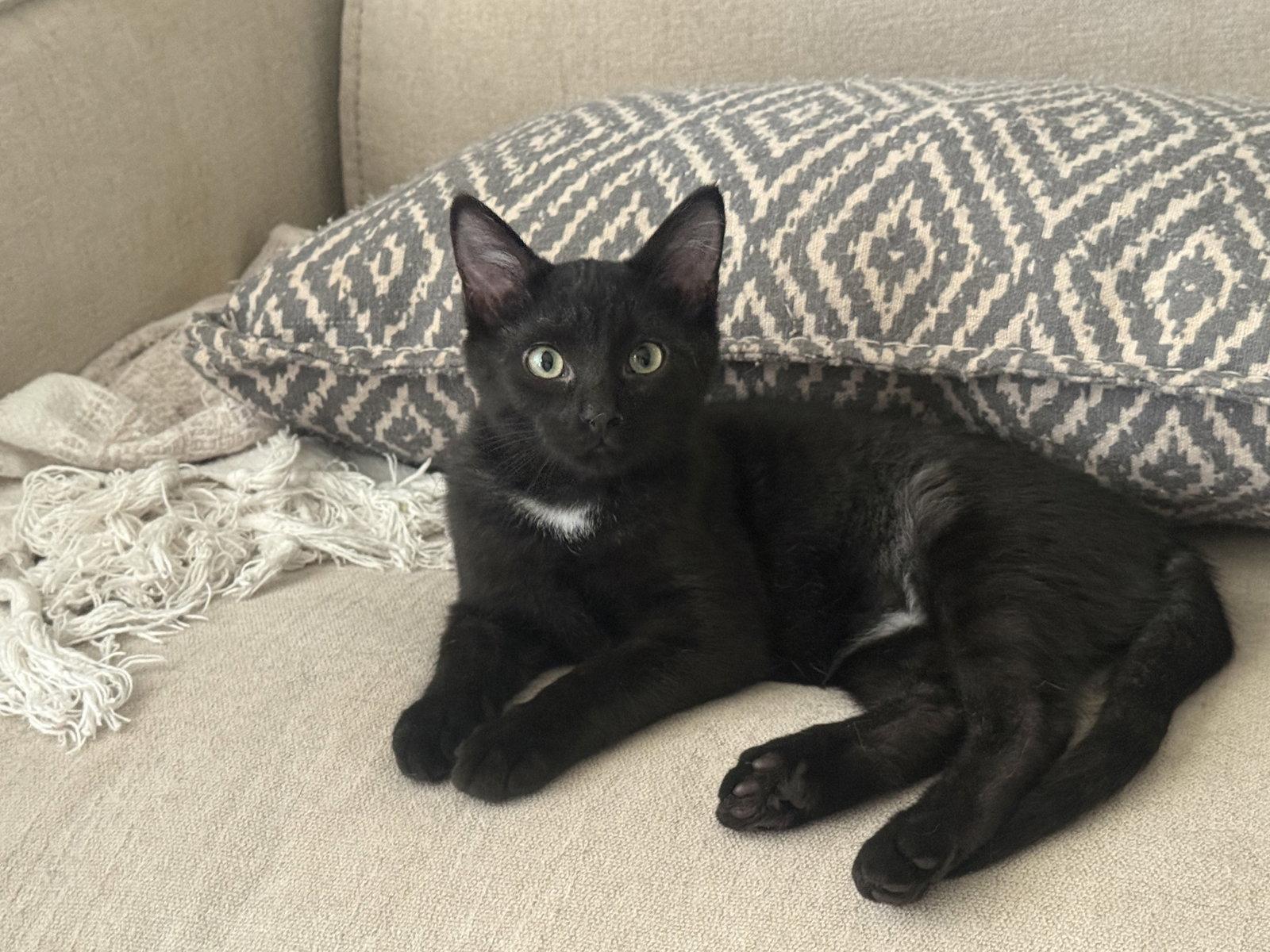Enlarge Beckham, a Adoptable Tuxedo in Fenton, MO image 3/3