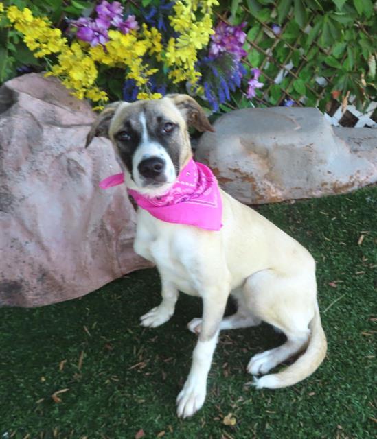 SKYLER, Adoptable, Young Female Hound & Mixed Breed.