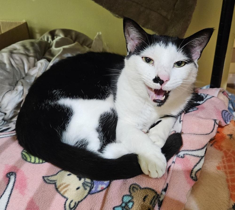 Smidgen, Adoptable, Adult Male Domestic Short Hair.