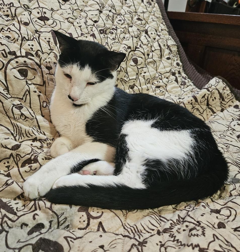 Smidgen, a Adoptable mixed breed in Greensboro, NC image 3/6