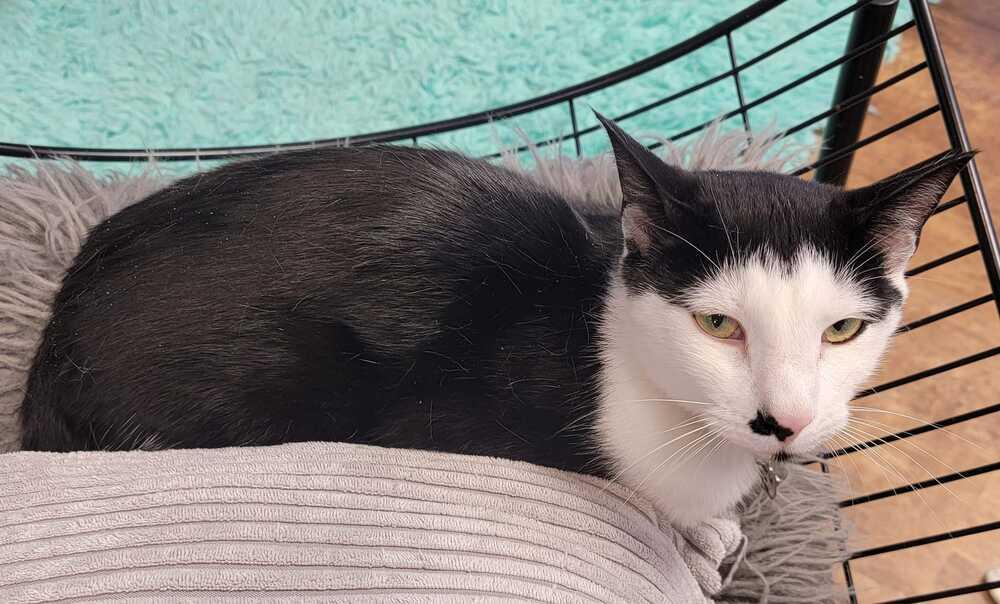 Smidgen, a Adoptable mixed breed in Greensboro, NC image 4/6