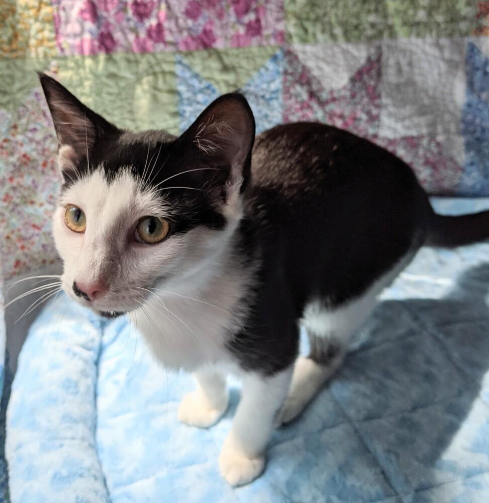 Smidgen, Adoptable, Adult Male Domestic Short Hair.