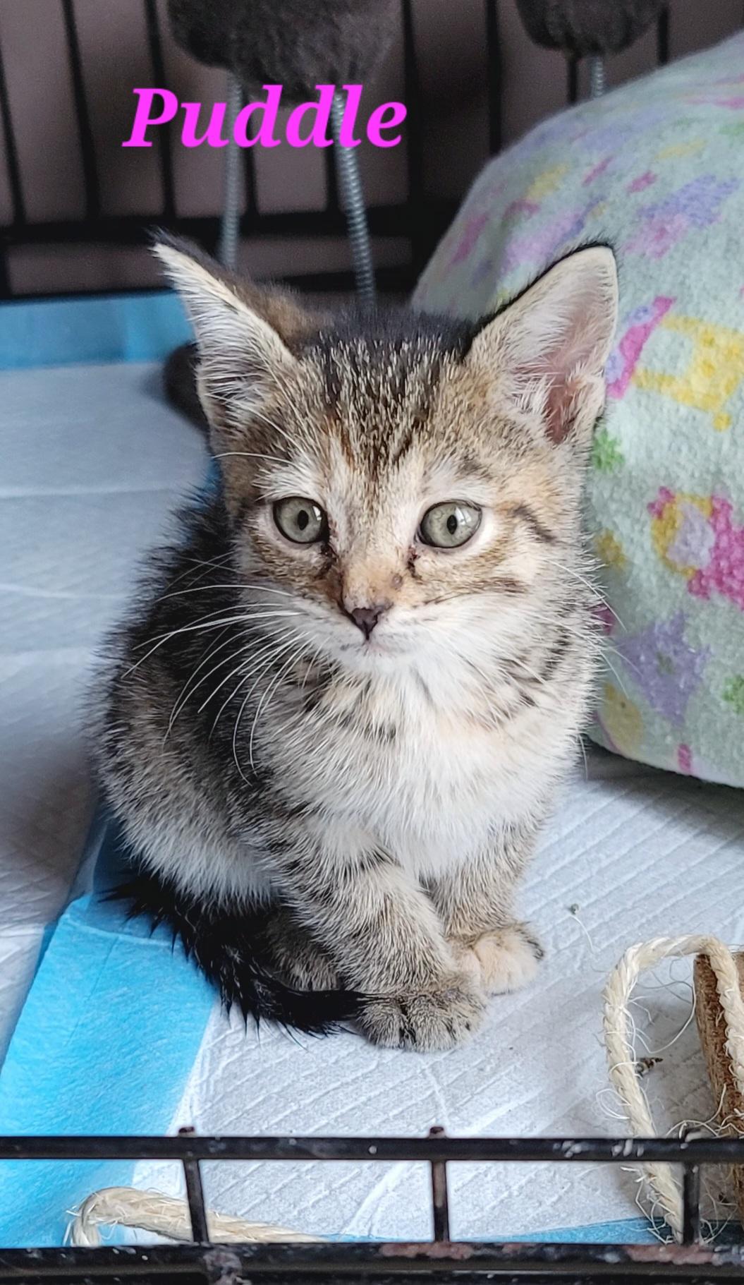 Enlarge Puddle, a ADOPTABLE Domestic Short Hair in Kitchener, ON image 1/2