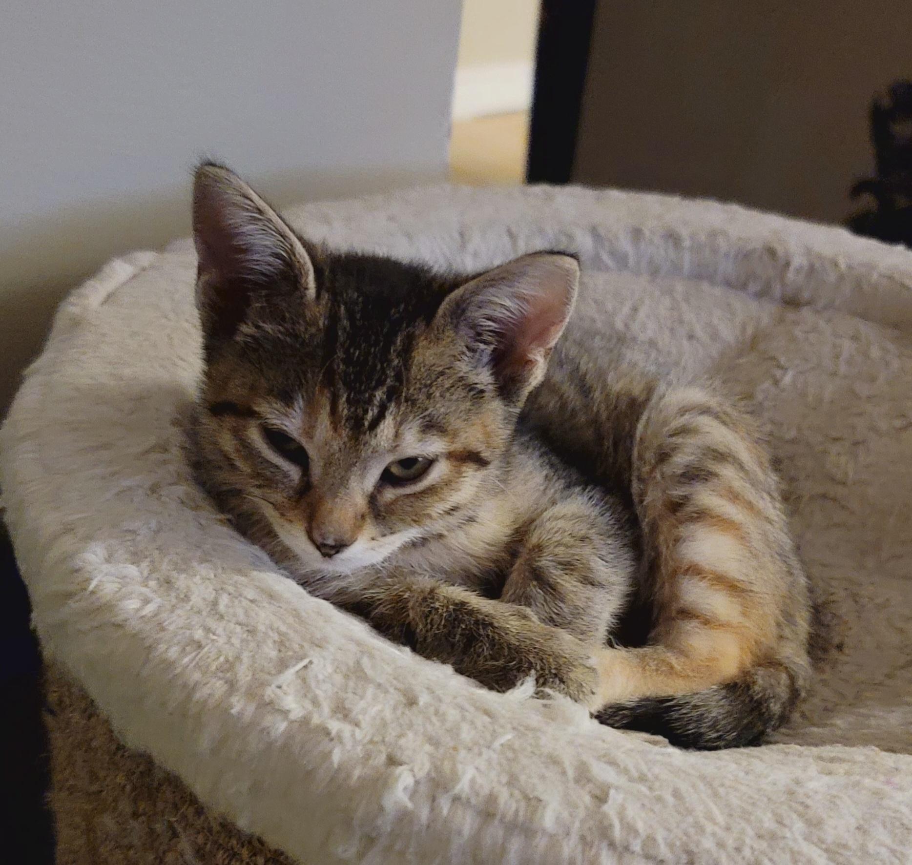 Enlarge Puddle, a ADOPTABLE Domestic Short Hair in Kitchener, ON image 2/2