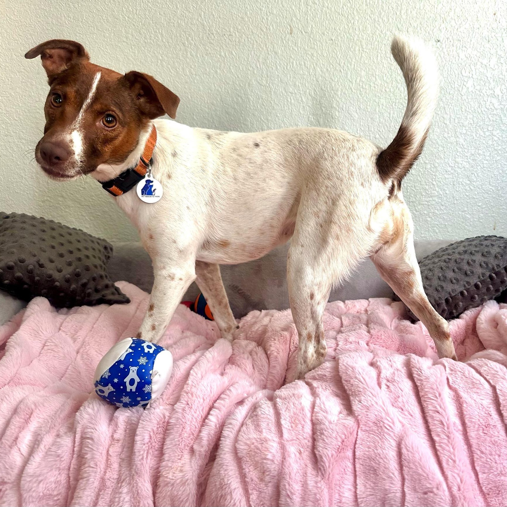 Trisha, Adoptable, Young Female Jack Russell Terrier.