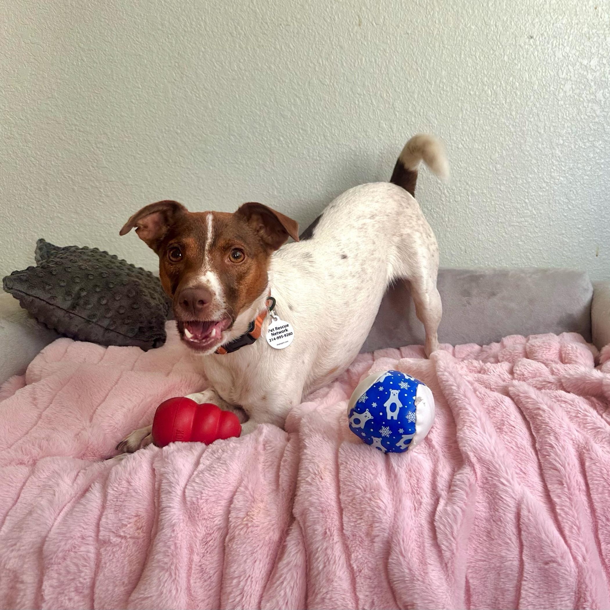 Trisha, a Adoptable mixed breed in High Ridge, MO image 2/6