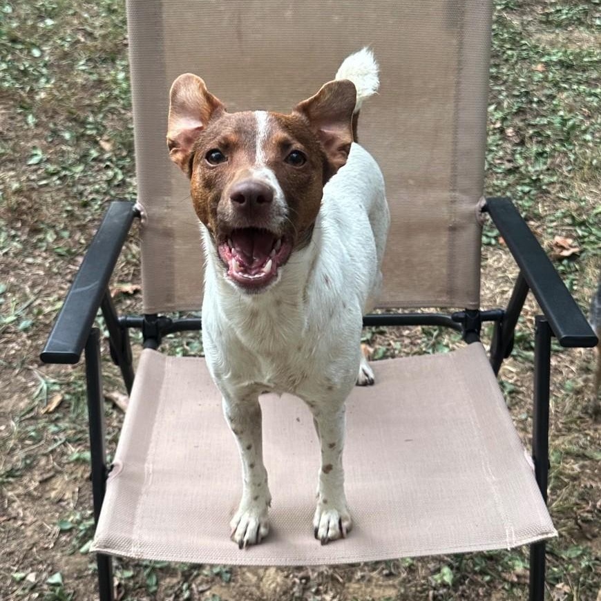 Trisha, a Adoptable mixed breed in High Ridge, MO image 6/6