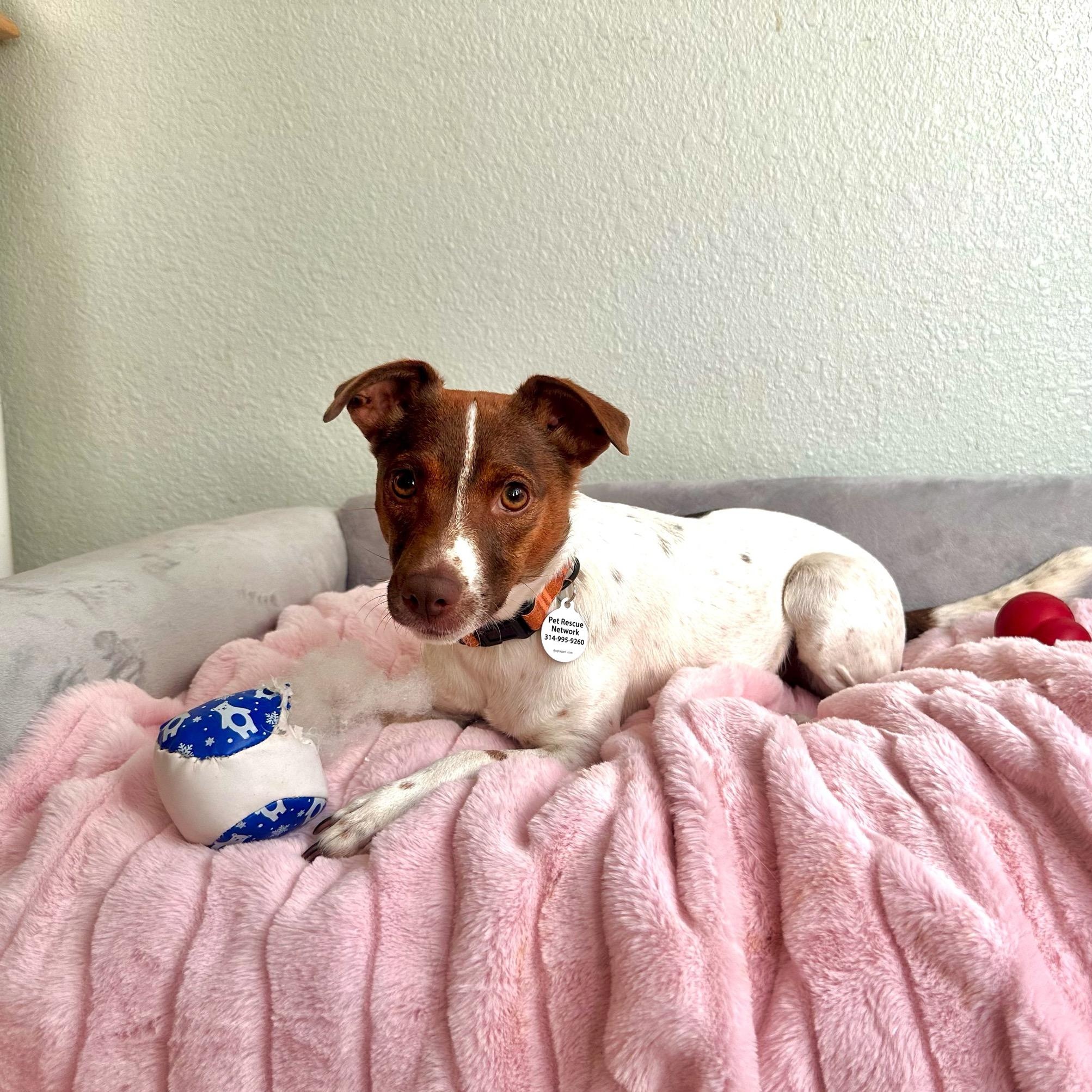 Trisha, a Adoptable mixed breed in High Ridge, MO image 5/6