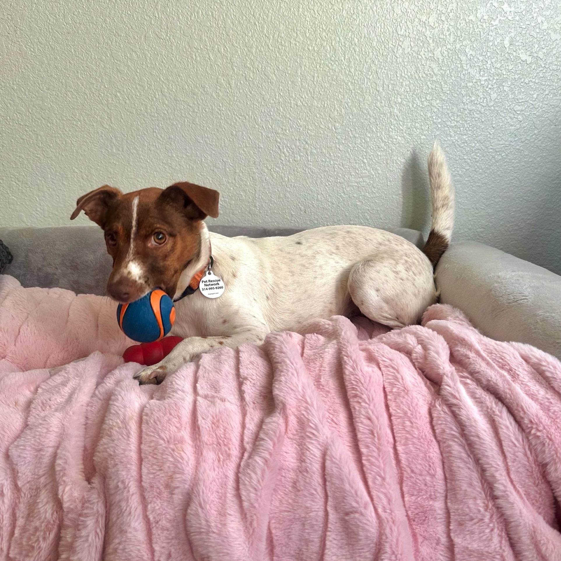 Trisha, a Adoptable mixed breed in High Ridge, MO image 4/6