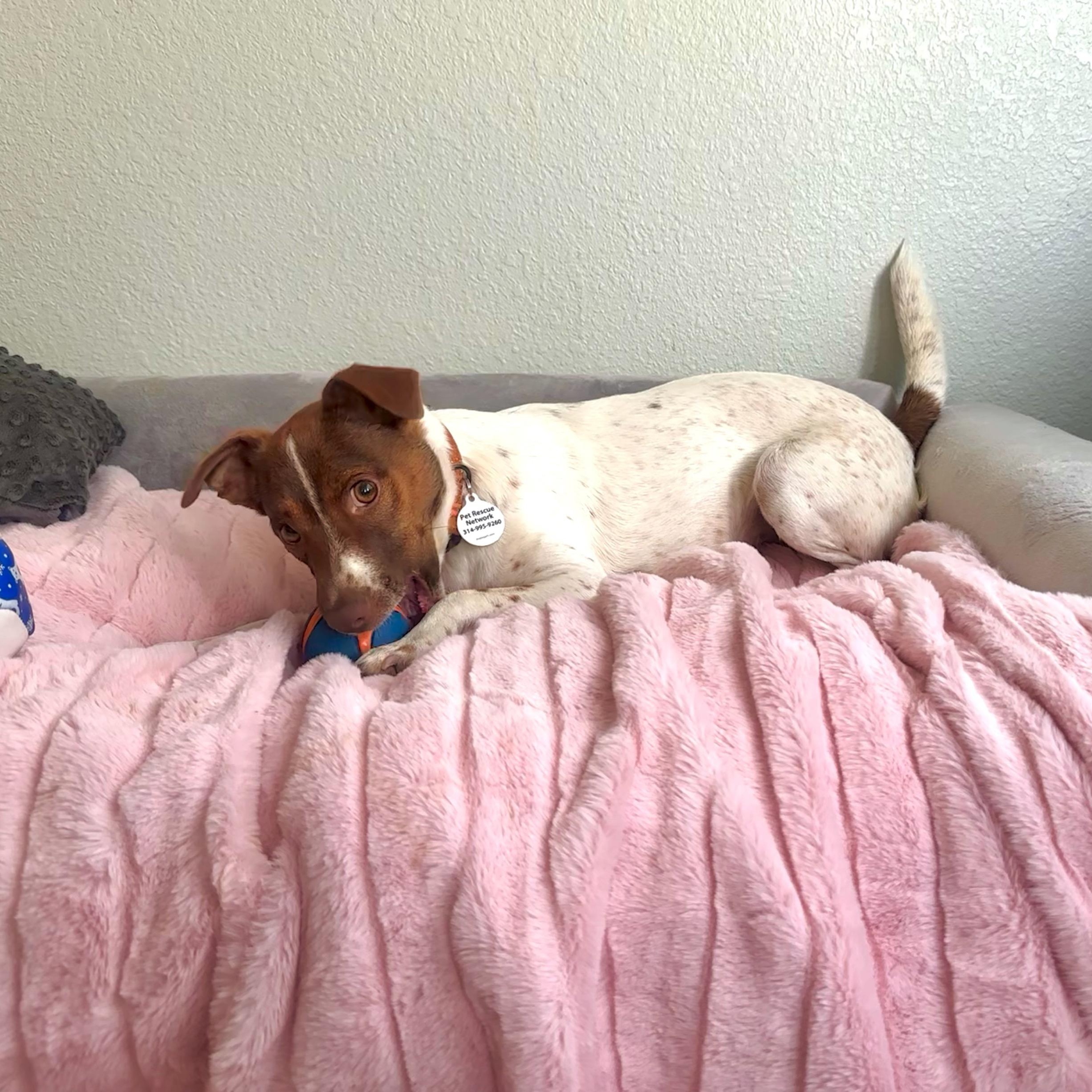 Trisha, a Adoptable mixed breed in High Ridge, MO image 3/6