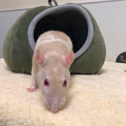 Marigold, Adoptable, Young Female Rat.