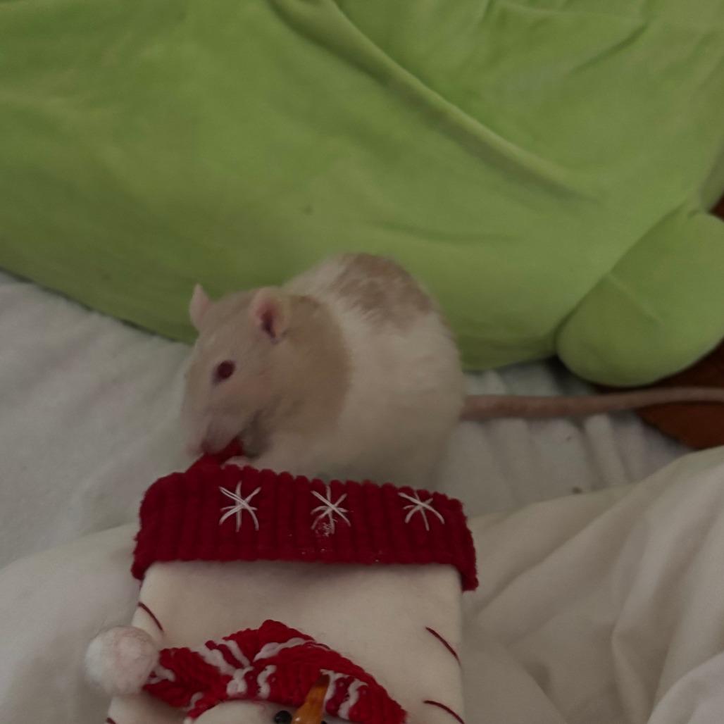 Enlarge Marigold, a Adoptable Rat in Novelty, OH image 3/4