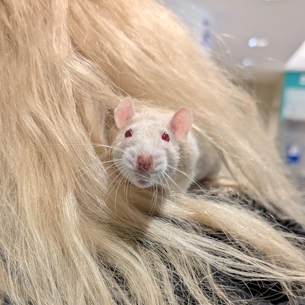 Enlarge Marigold, a Adoptable Rat in Novelty, OH image 4/4