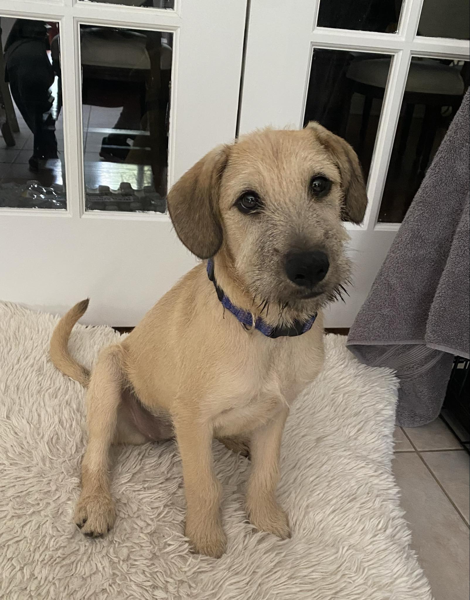 Dog for adoption Prada, a Labrador Retriever Mix in Wallington, NJ