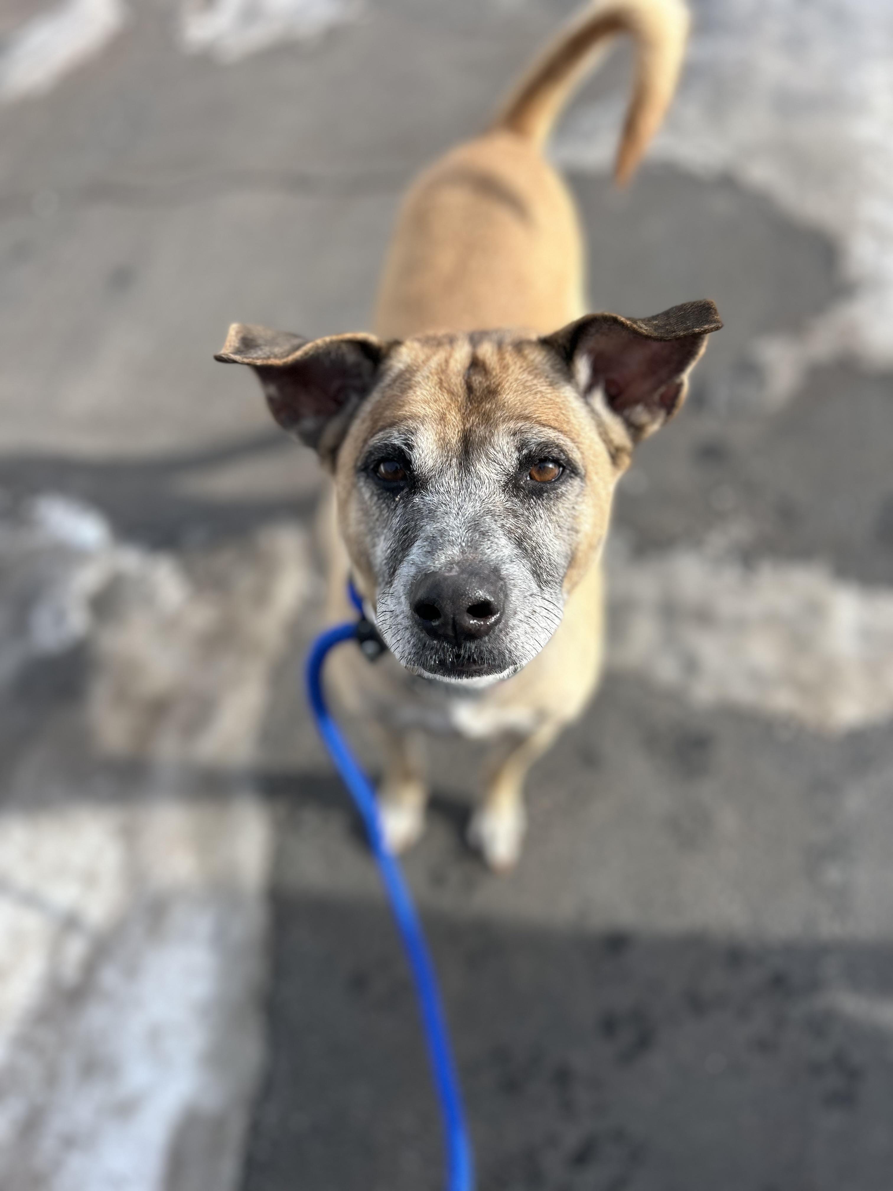 Enlarge Lassy, a ADOPTABLE mixed breed in Medford, NY image 3/4