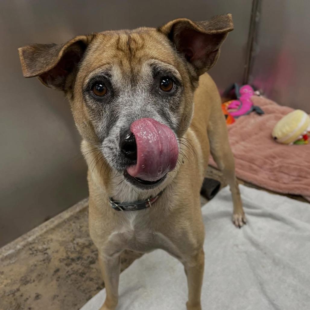 Lassy, ADOPTABLE, Adult Male Mixed Breed.