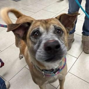 Lassy, ADOPTABLE, Adult Male Mixed Breed.