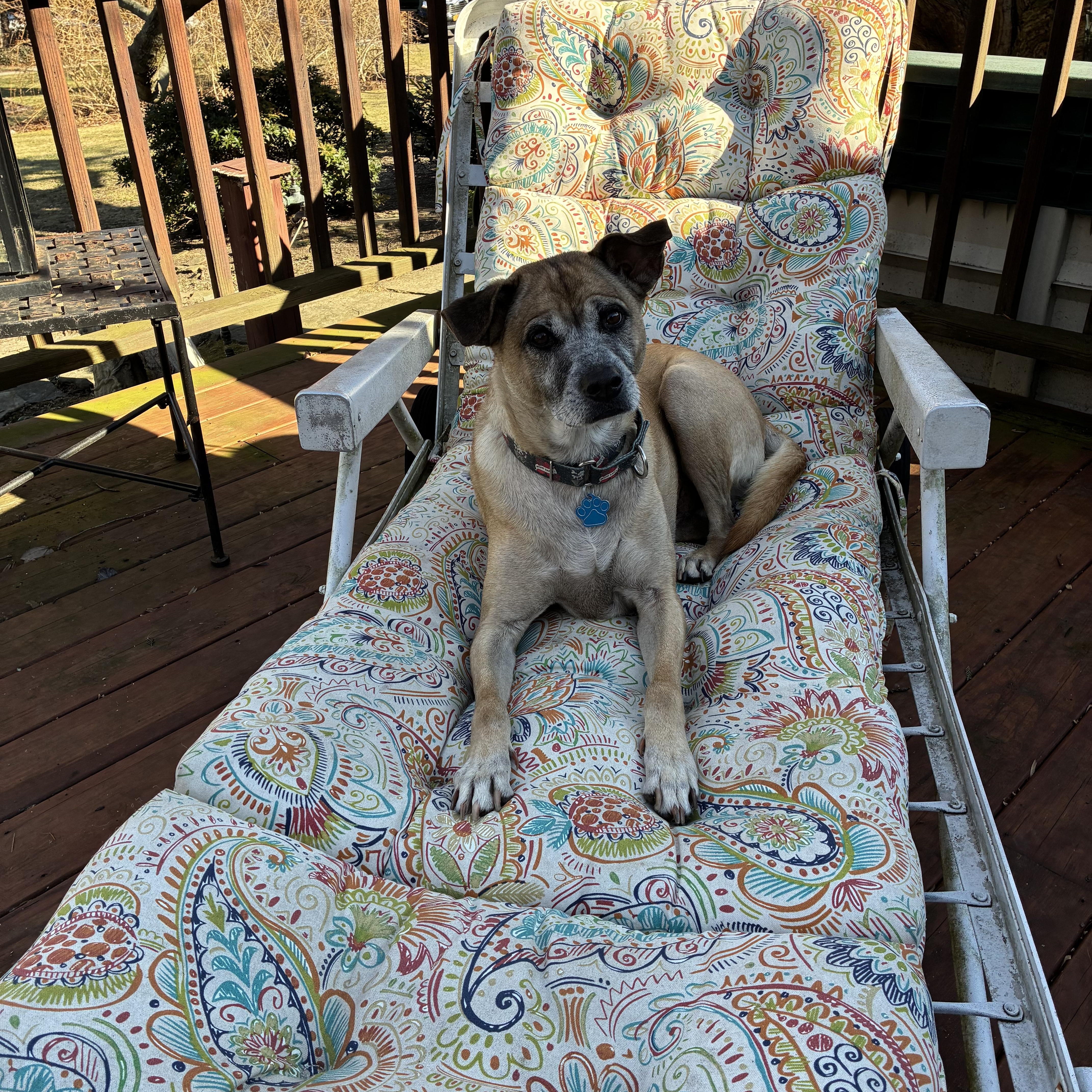 Lassy, an adopted mixed breed in Medford, NY image 6/6