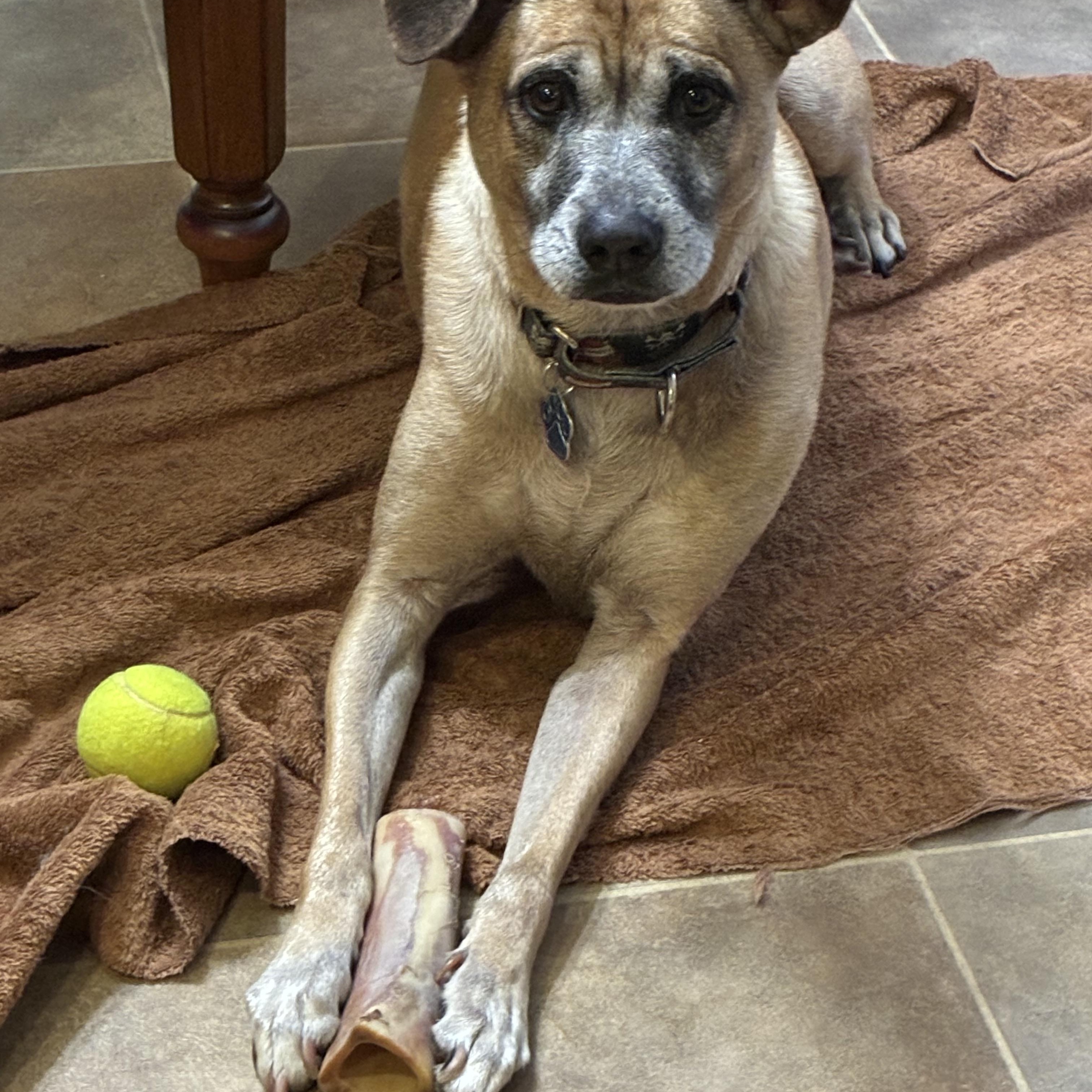 Lassy, an adopted mixed breed in Medford, NY image 5/6