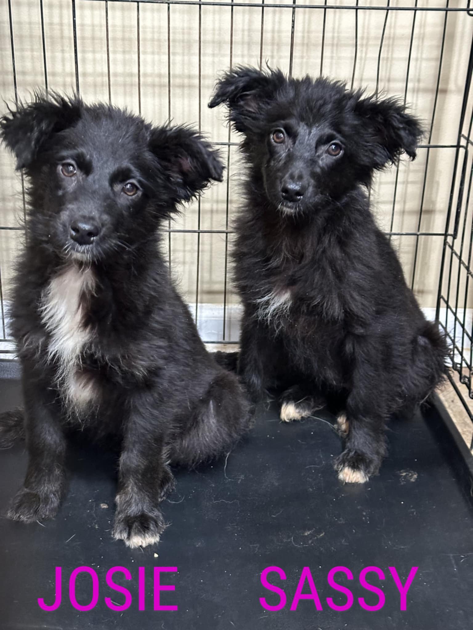 Josie and Sassy, Baby Female Australian Shepherd