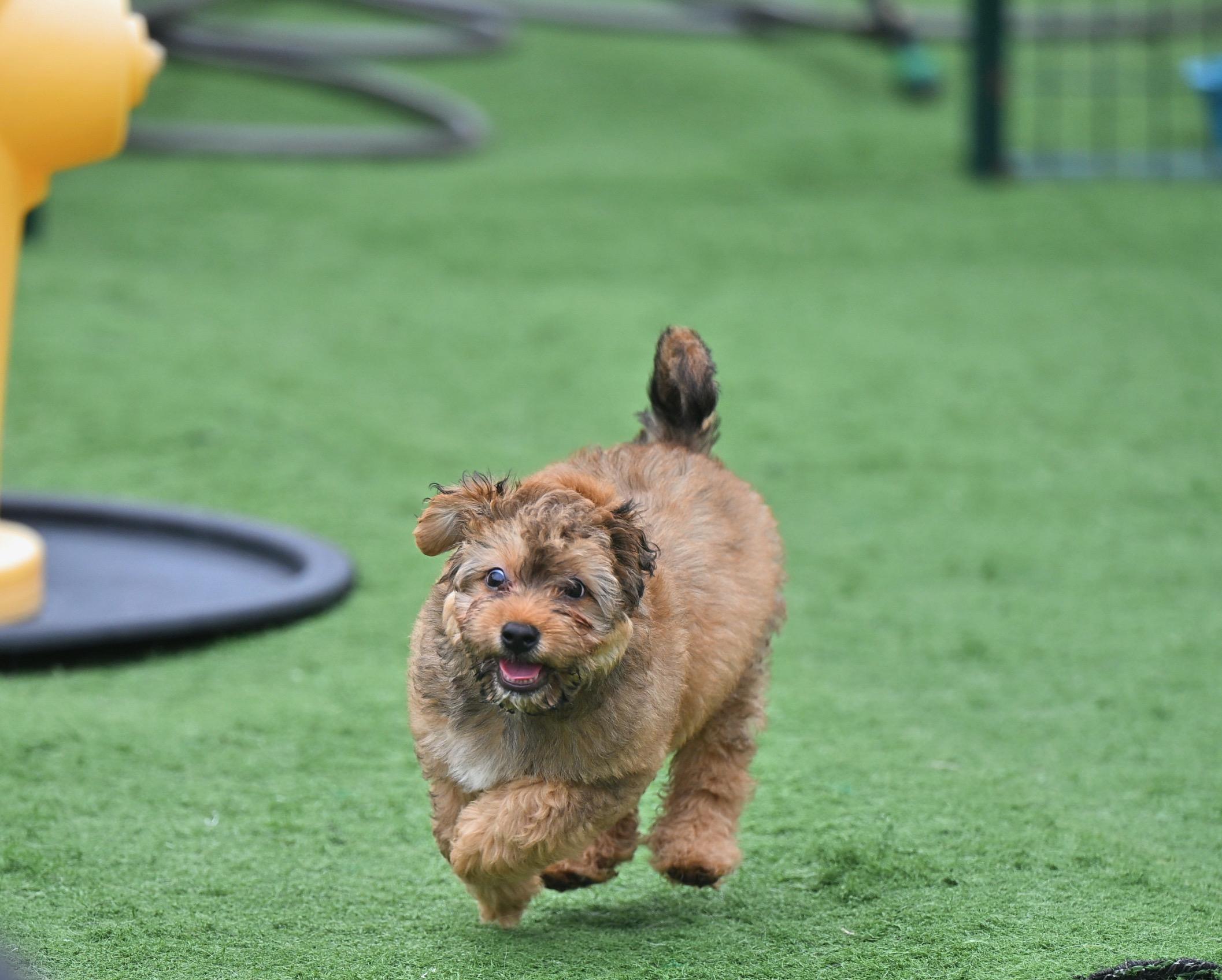 Enlarge Armani - Titan of Style! , an adopted mixed breed in East Hartford, CT image 2/5