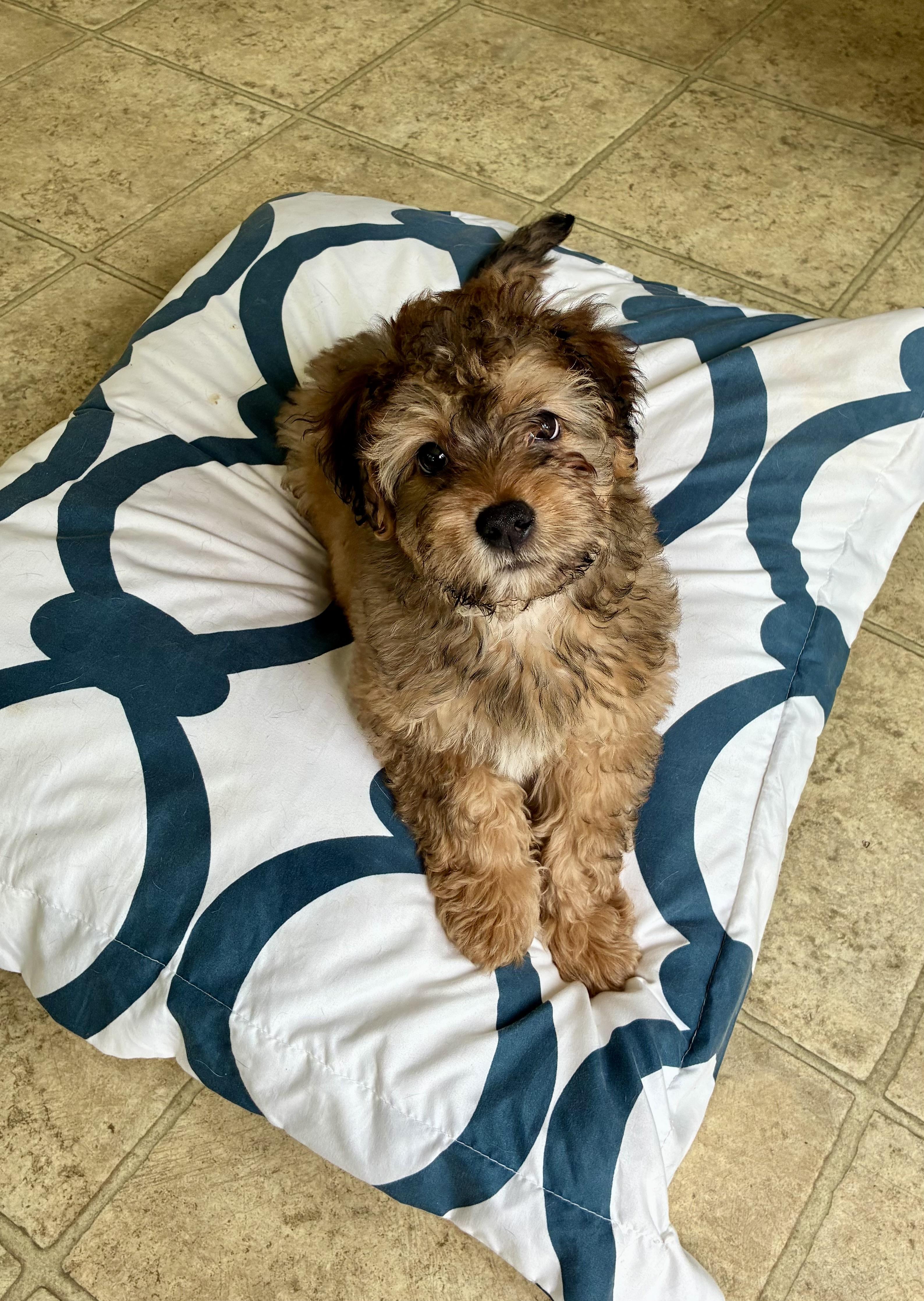 Enlarge Armani - Titan of Style! , an adopted mixed breed in East Hartford, CT image 5/5