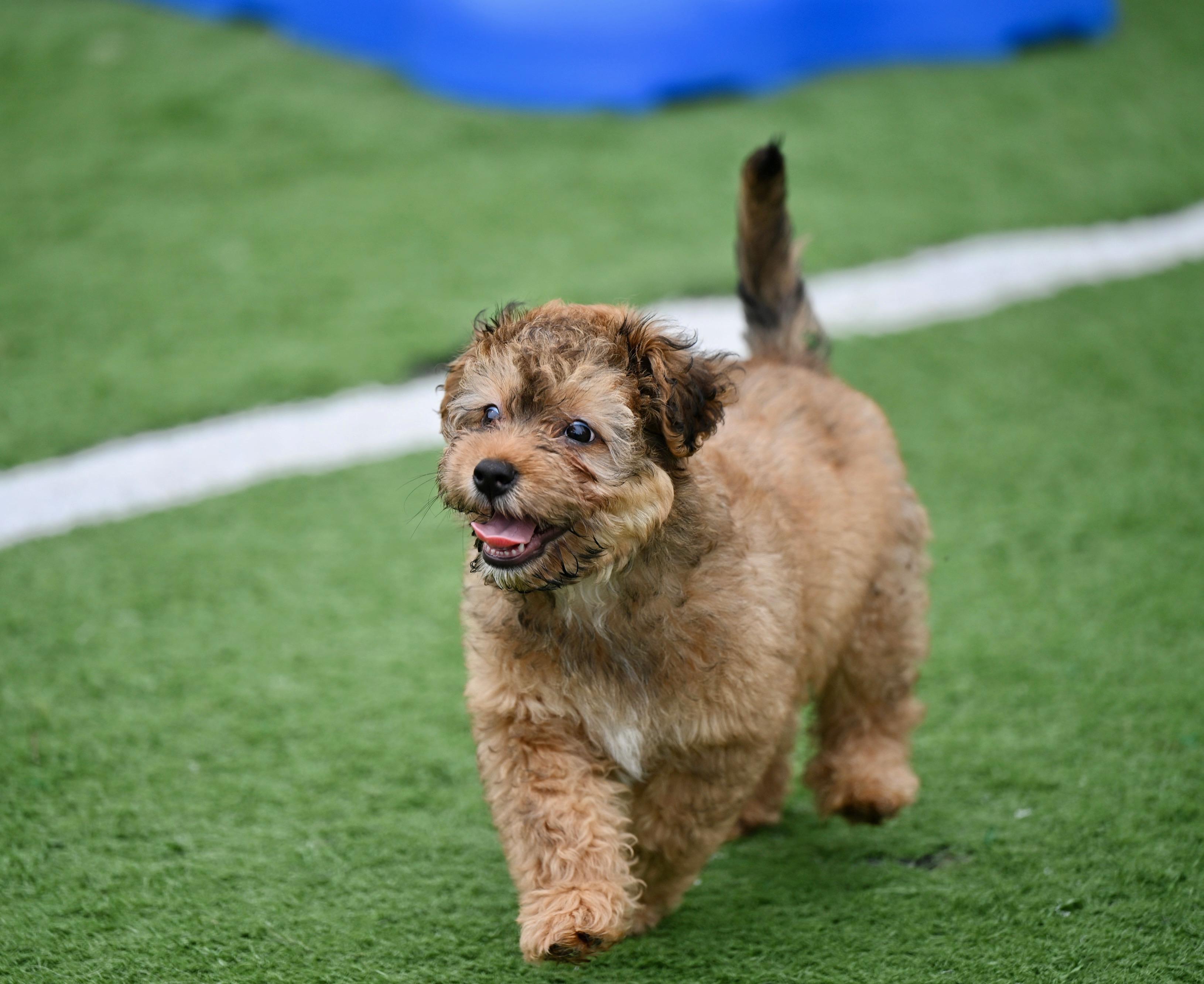 Armani - Titan of Style! , adopted, Puppy Male Havanese & Cockapoo.