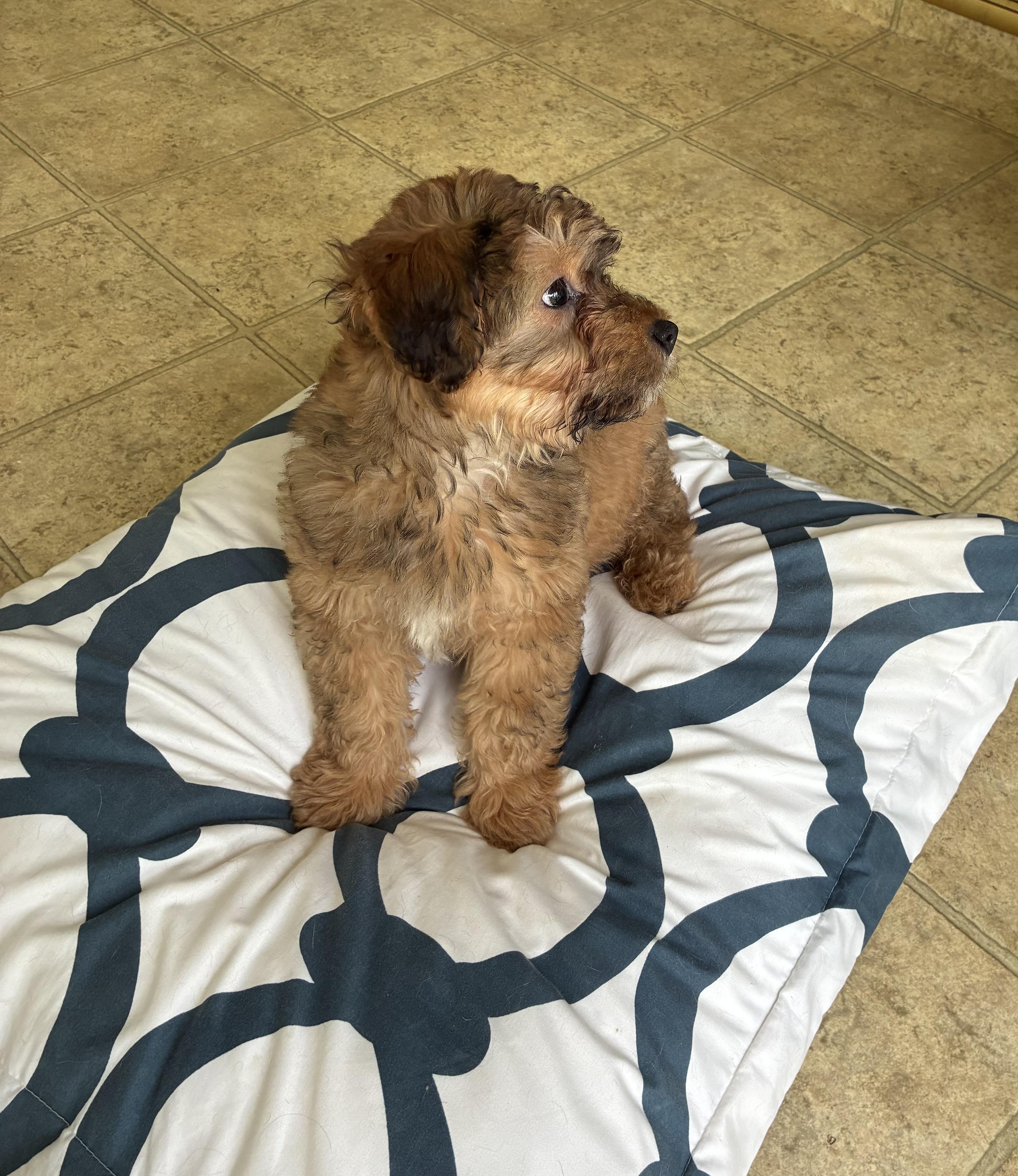 Enlarge Armani - Titan of Style! , an adopted mixed breed in East Hartford, CT image 4/5