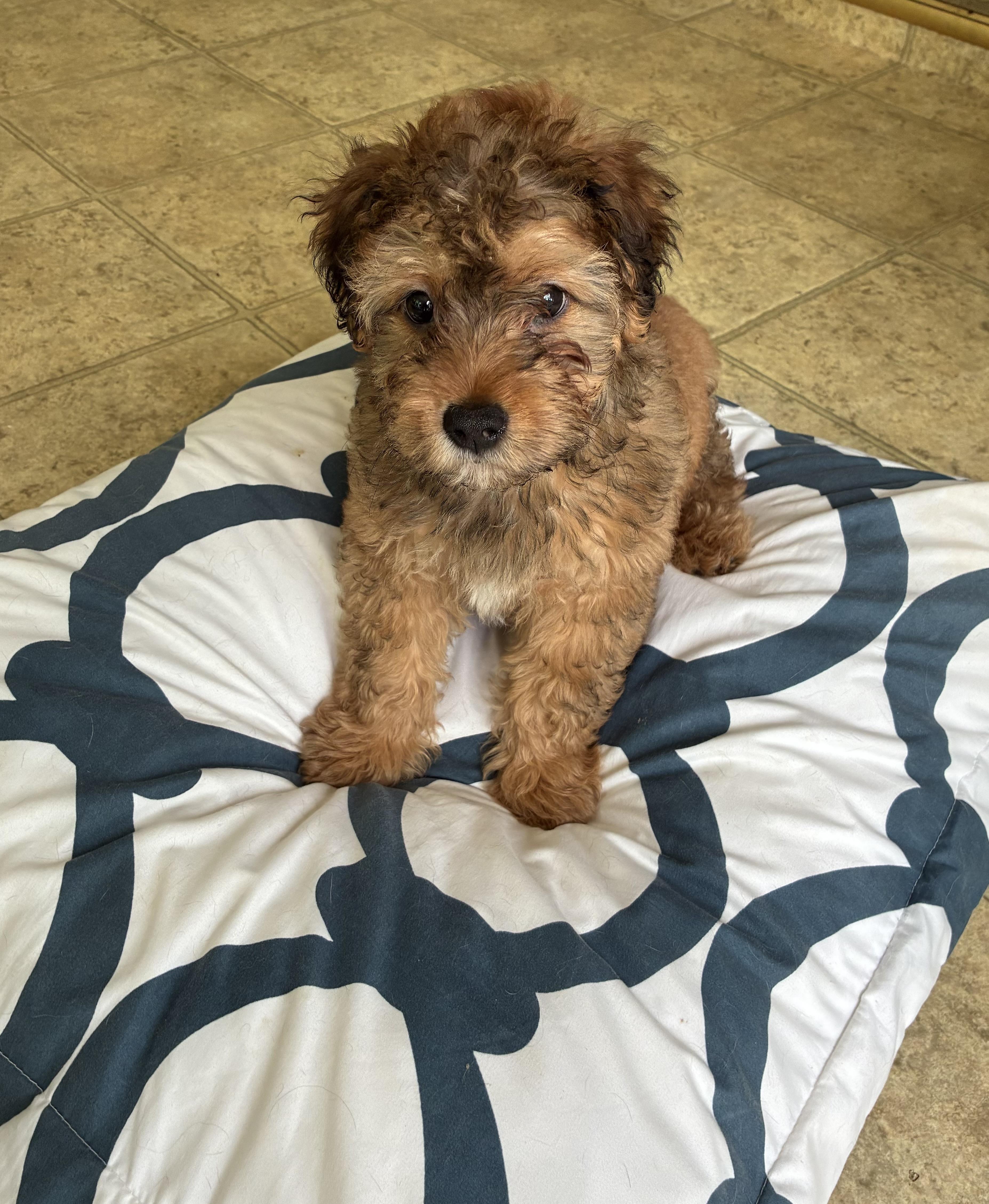 Enlarge Armani - Titan of Style! , an adopted mixed breed in East Hartford, CT image 3/5