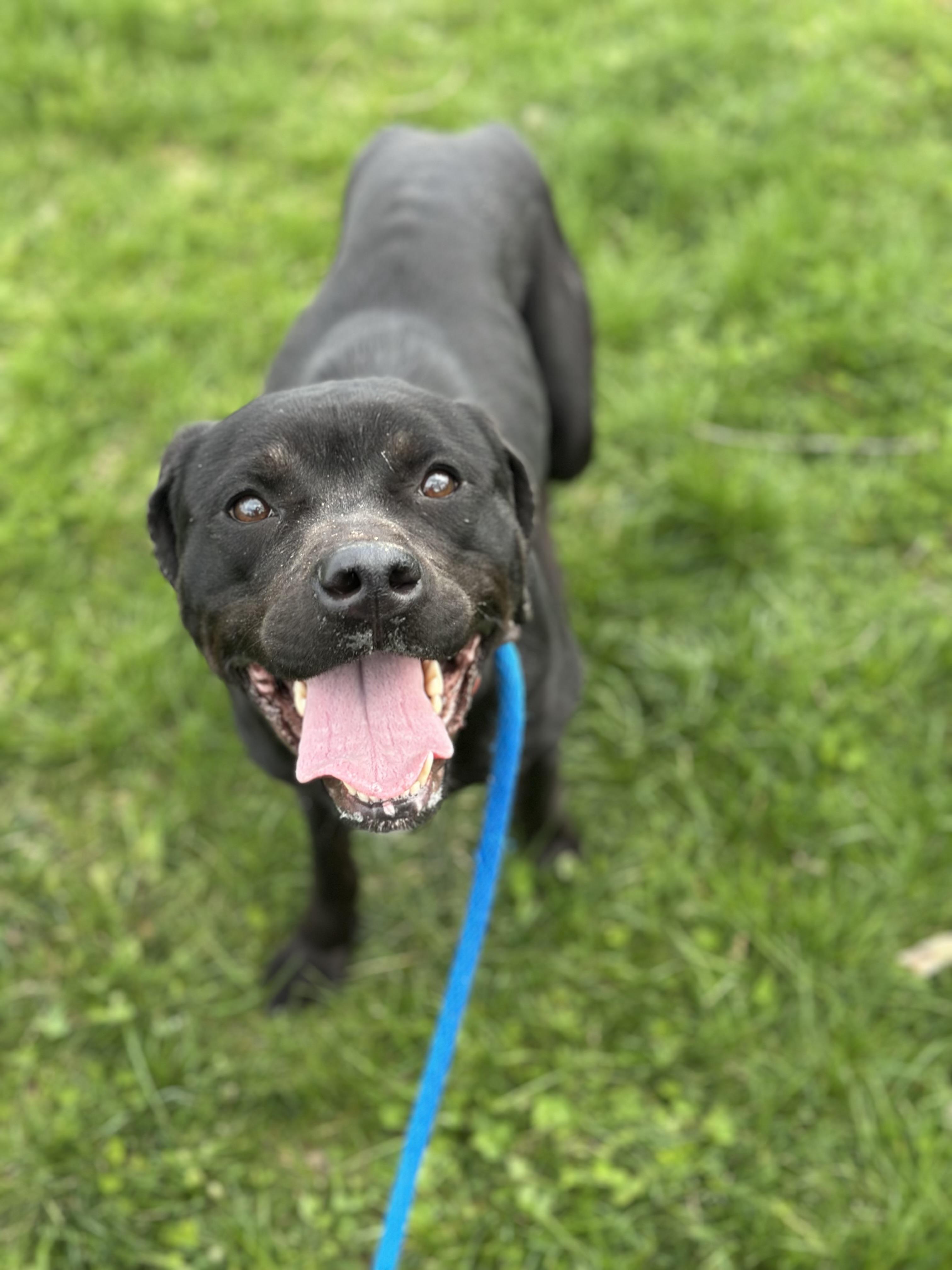 Enlarge Kennedy, an adopted mixed breed in Cleveland, OH image 5/6